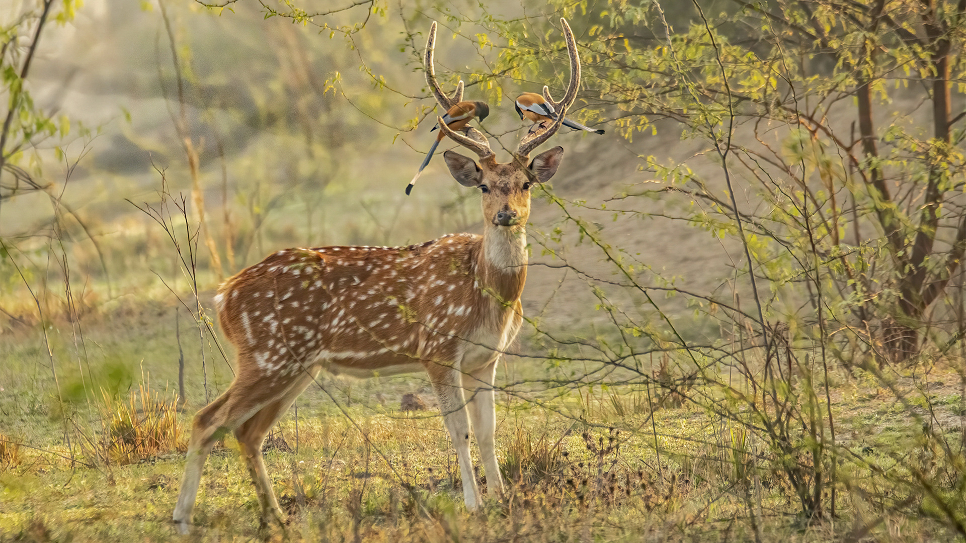 Feathers on the Crown, Spotted deer at Keoladeo National Park, Bharatpur, India